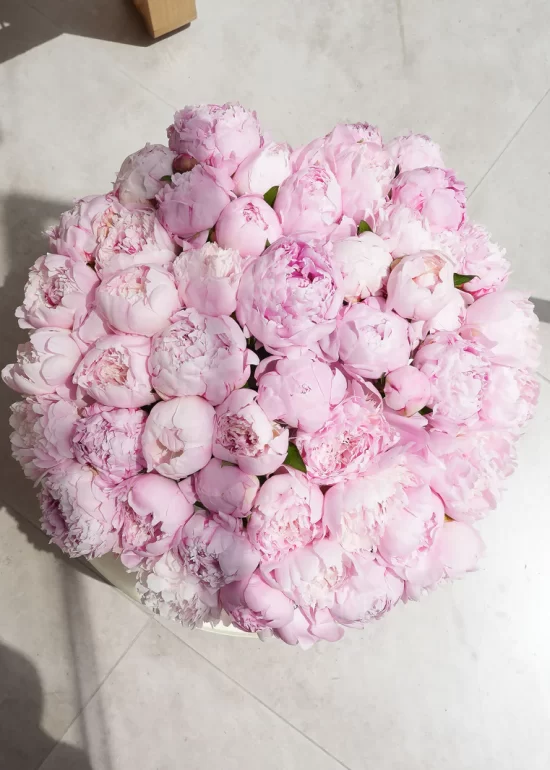 50 Dreamy Pink Peony