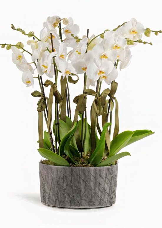 4x Double Branched White Orchid