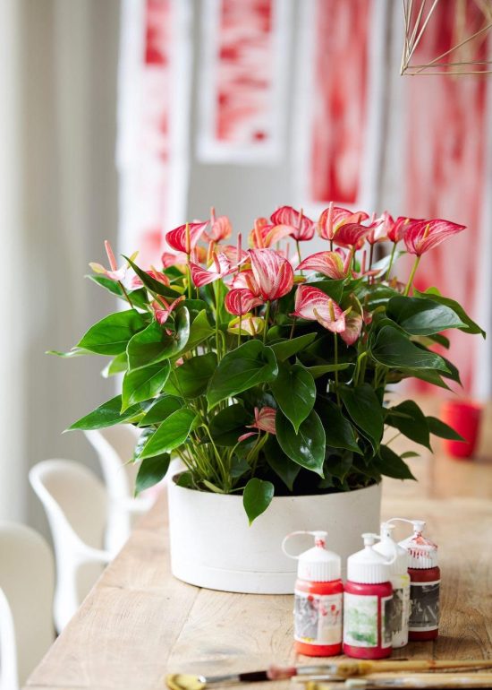4x Red Mini Anthurium