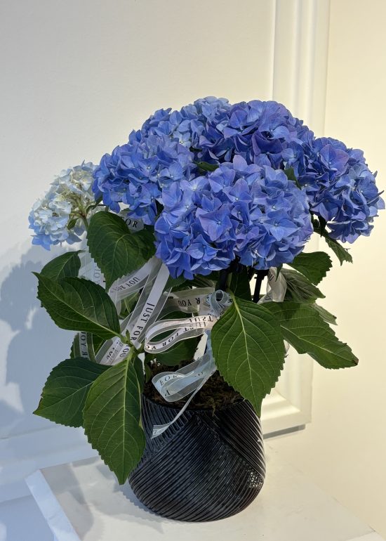Sky Bloom Blue Hydrangea