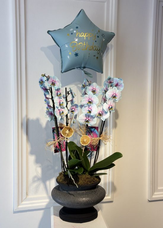 Luxury Blue Orchid Harmony