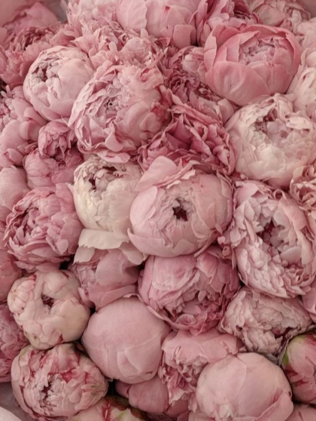 Peony