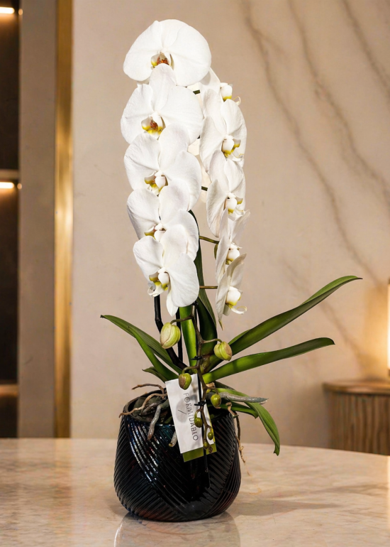 Formidablo Lux Orchid