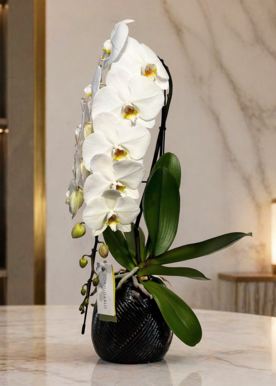 Formidablo White Luxury Orchid