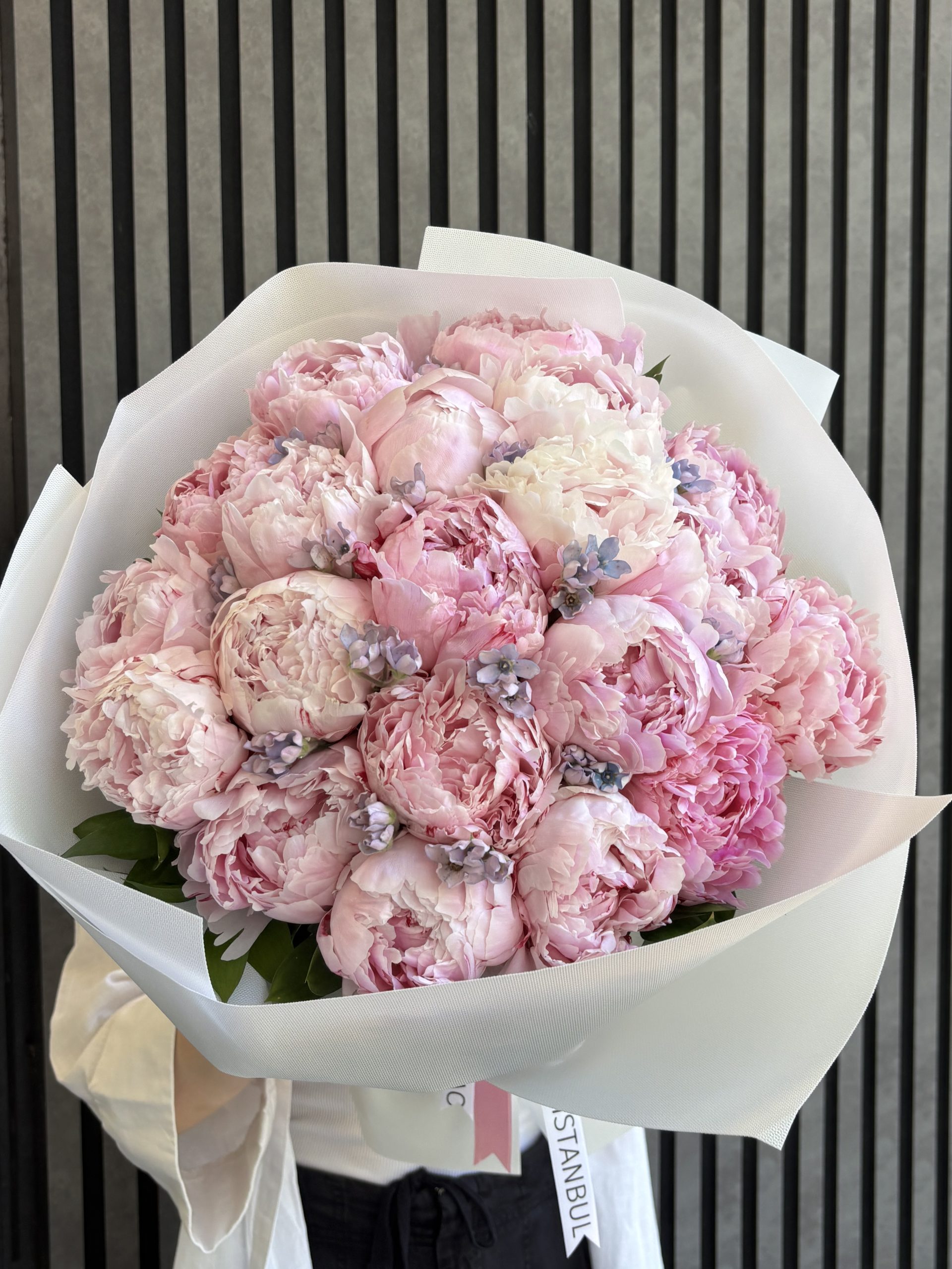 Anna Maria Peony (7)